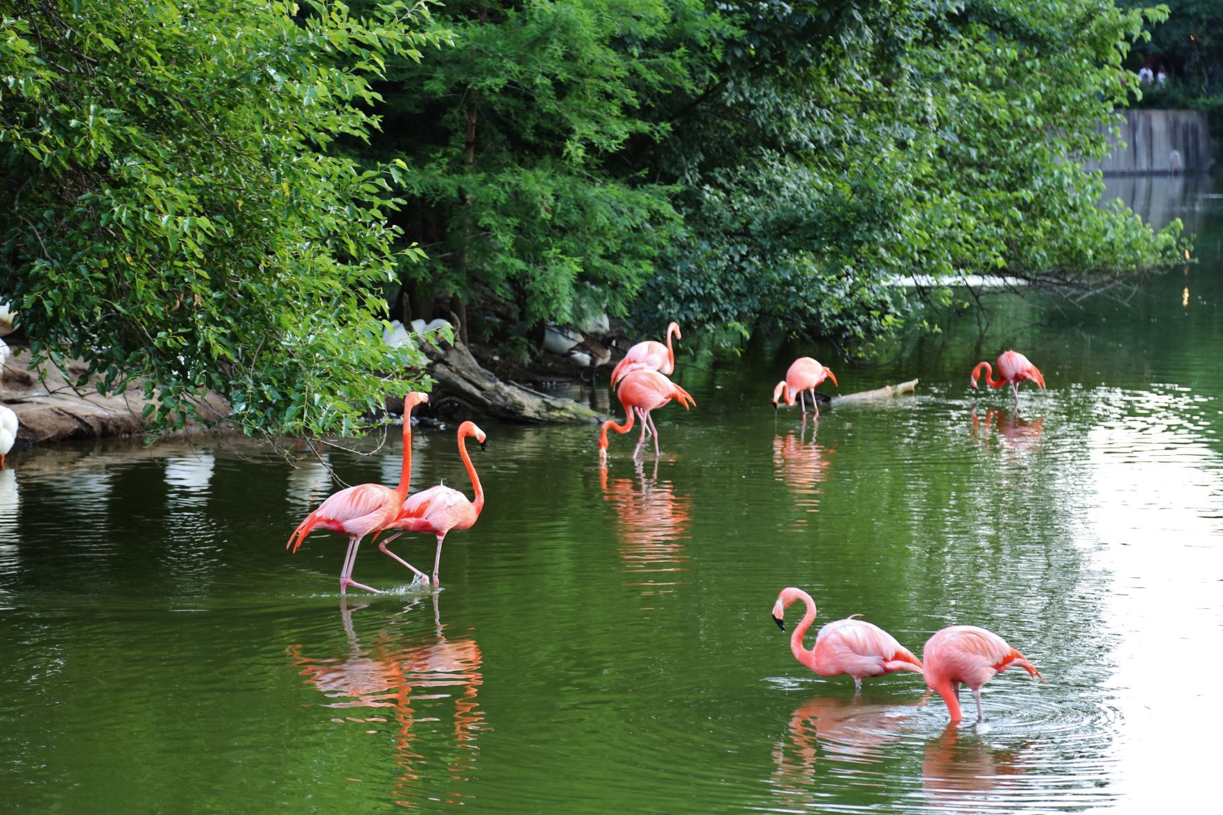 Zoo-Ado-058.JPG